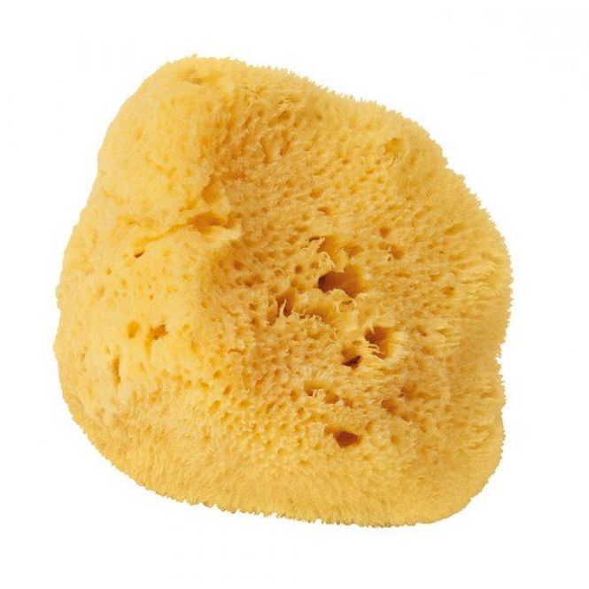 Hovedbilde Natursvamp